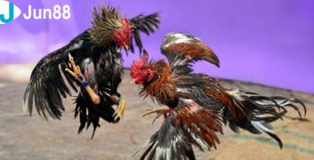 Đá gà F8bet có nhiều khuyến mãi cực khủng