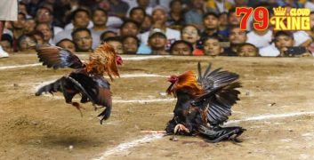 Mẹo chơi đá gà toàn thắng được sử dụng cho các sới gà sôi động